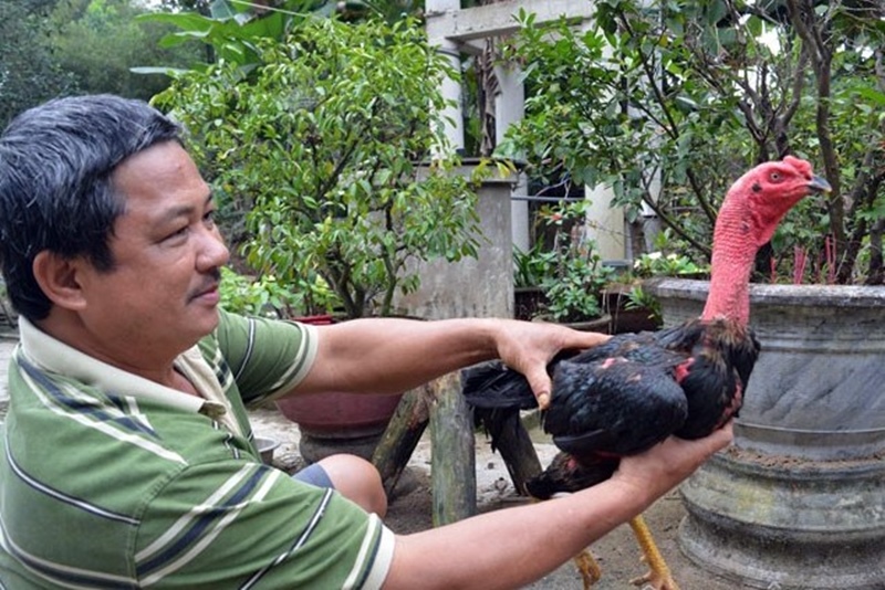 Xổ sơ gà