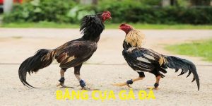 Băng cựa gà đá