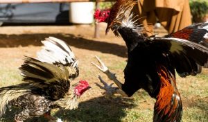 bí kíp xem ngày đá gà