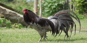 Tạo dáng lông cũng là một hình thức bảo vệ cho đấu sĩ gà