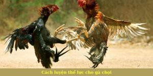 Cách luyện thể lực cho gà chọi