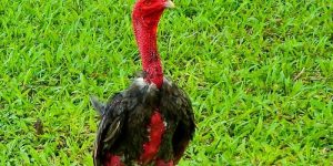 Phương pháp tập luyện