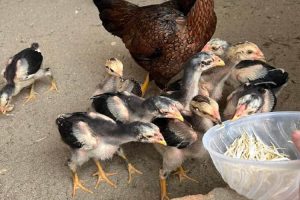 Cách nuôi gà chọn mới nở