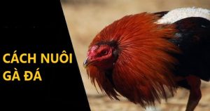 Cách nuôi gà đá