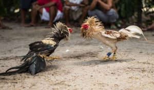 Cách thắm gà chọi chuẩn