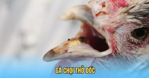 gà chọi thở dốc