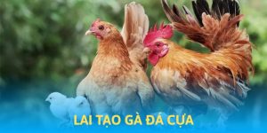 Lai tạo gà đá cựa