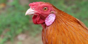 Chọn gà mái chọi làm giống