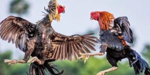 Trang đá gà uy tín