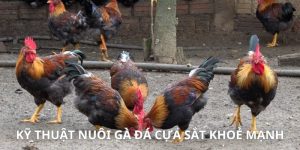 nuôi gà đá cựa sắt khoẻ mạnh