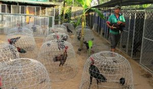 Nuôi gà đá làm giàu