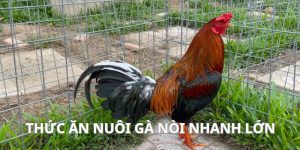 Lựa chọn thức ăn tốt giúp nuôi gà nòi nhanh lớn