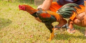 Vì sao người ta lại phải phơi nắng gà đá