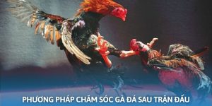 Phương pháp chăm sóc gà sau trận đấu