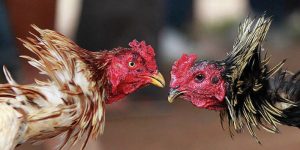 nuôi gà đá Mỹ cựa sắt