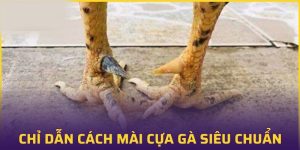 cách mài cựa gà