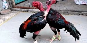 Cách vần hơi gà