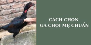 Cách chon gà chọi mẹ