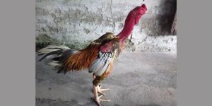 Chiến kê xám thần