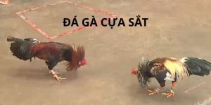 Đặc điểm chiến kê chuyên đá gà cựa sắt