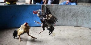 Gà chọi thái lan