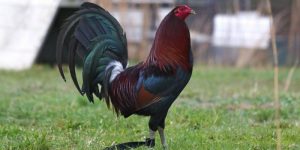 Tính cách và khả năng tinh thần