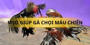 Mẹo giúp gà chọi máu chiến qua chế độ ăn