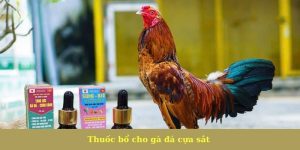 thuốc bổ cho gà cựa sắt